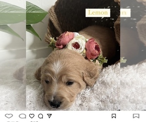 Goldendoodle Puppy for Sale in WEST SACRAMENTO, California USA