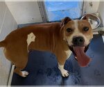 Small Boxer Mix