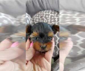 Yorkshire Terrier Puppy for sale in Bowmanville, Ontario, Canada