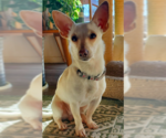 Small #3 Chihuahua