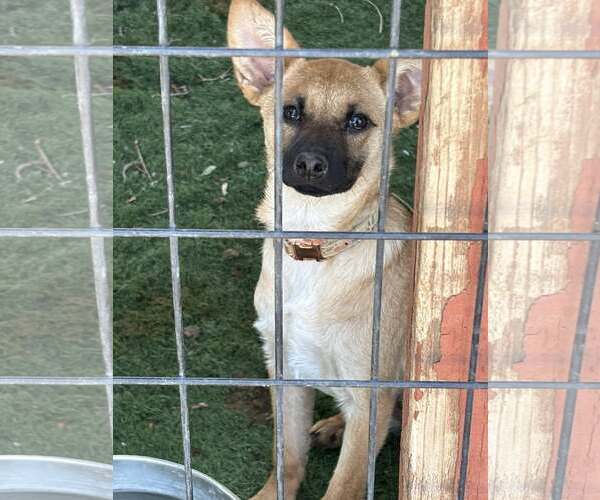 Medium Photo #3 Mutt Puppy For Sale in Turlock, CA, USA