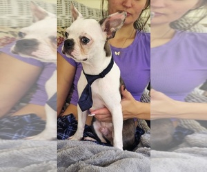 Boston Terrier Puppy for sale in MINERAL WELLS, WV, USA