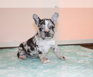 Faux Frenchbo Bulldog Puppy for sale in SHILOH, OH, USA