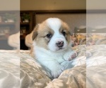 Small #16 Pembroke Welsh Corgi