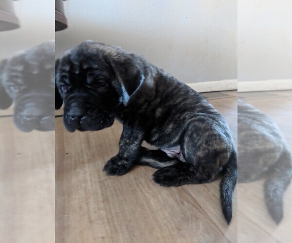 Medium Photo #1 Mastiff Puppy For Sale in TONOPAH, AZ, USA