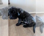 Small Photo #1 Mastiff Puppy For Sale in TONOPAH, AZ, USA
