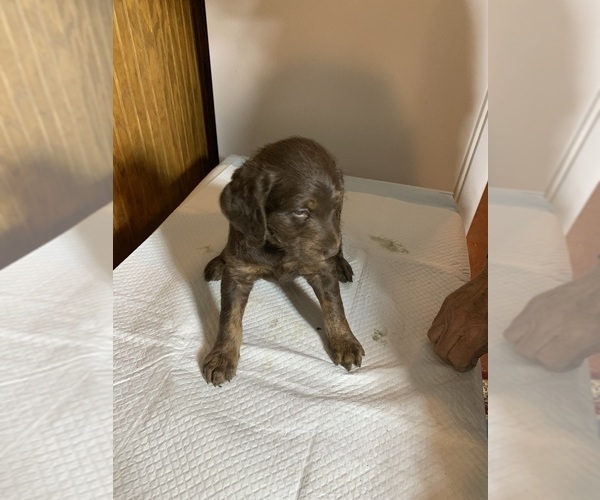 Medium Photo #3 Labradoodle Puppy For Sale in DEEPWATER, MO, USA