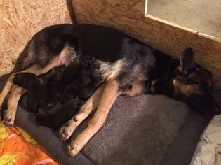 Mother of the German Shepherd Dog puppies born on 11/13/2016