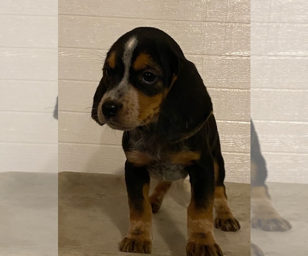 Medium Photo #2 Beagle Puppy For Sale in BURLINGTON, MA, USA