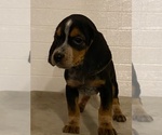 Small Photo #2 Beagle Puppy For Sale in BURLINGTON, MA, USA