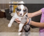Puppy 1 Australian Shepherd