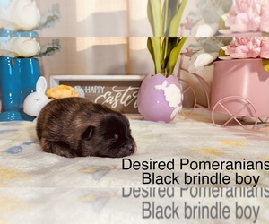 Pomeranian Puppy for sale in TURLOCK, CA, USA