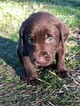 Small Photo #15 Labrador Retriever Puppy For Sale in EATONVILLE, WA, USA
