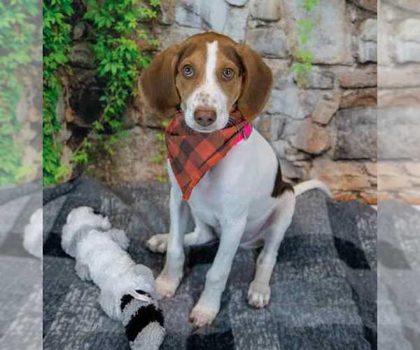 Medium Photo #2 Mutt Puppy For Sale in Kennesaw, GA, USA