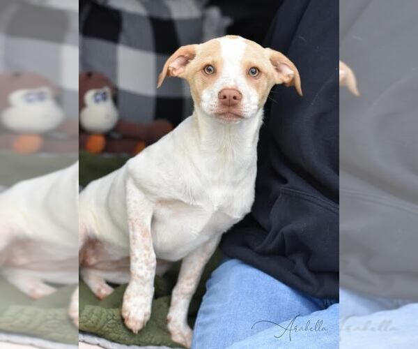 Medium Photo #5 Labrador Retriever-Unknown Mix Puppy For Sale in Brewster, NY, USA