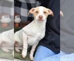 Small #4 Labrador Retriever Mix