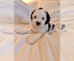 Small #18 Miniature Bernedoodle