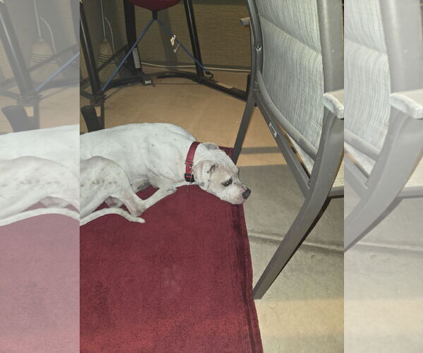 Medium Photo #12 Bulldog-Staffordshire Bull Terrier Mix Puppy For Sale in Chandler, AZ, USA