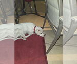 Small #11 Bulldog-Staffordshire Bull Terrier Mix