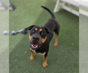 Wally-$75 Adoption Fee! Diamond Dog! - Male Rottweiler-Unknown Mix Dog for Adoption - Photo #6