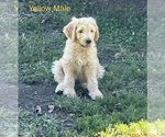 Small Photo #3 Goldendoodle Puppy For Sale in BLAKESBURG, IA, USA