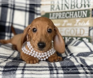 Dachshund Puppy for sale in CEDAR LANE, PA, USA