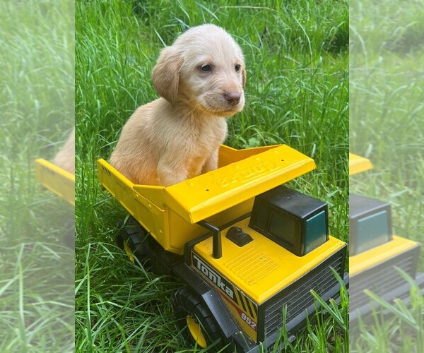 Medium Photo #2 Golden Labrador Puppy For Sale in SAYRE, PA, USA