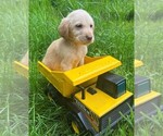 Small #1 Golden Labrador