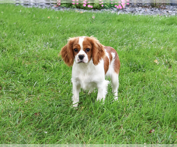 Medium Photo #3 Cavalier King Charles Spaniel Puppy For Sale in SYRACUSE, IN, USA