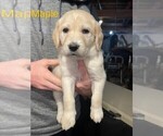 Small Photo #2 Labradoodle Puppy For Sale in MUNCY, PA, USA