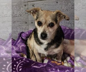 Mutt Dogs for adoption in Santa Clarita, CA, USA