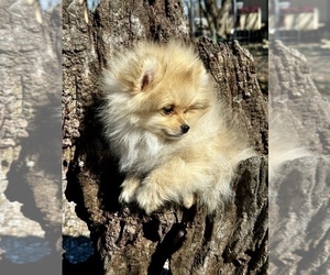 Pomeranian Dog for Adoption in CASSVILLE, Missouri USA