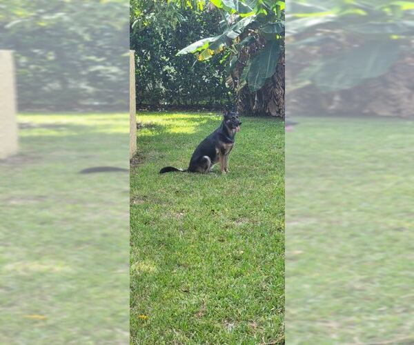 Medium Photo #3 German Shepherd Dog Puppy For Sale in Plantation, FL, USA