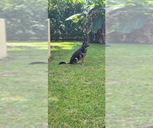 Bella 3165 - Female German Shepherd Dog Dog for Adoption - Photo #3