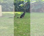 Small Photo #3 German Shepherd Dog Puppy For Sale in Plantation, FL, USA