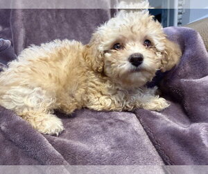 Poodle (Miniature)-Unknown Mix Dogs for adoption in Pacolet, SC, USA