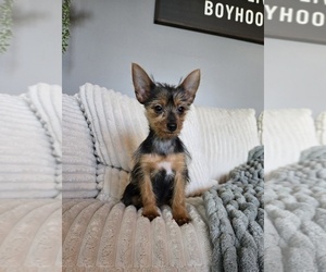 Yorkshire Terrier Puppy for sale in INDIANAPOLIS, IN, USA