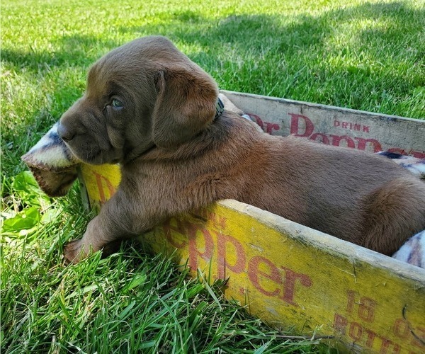 Medium Photo #1 Labrador Retriever Puppy For Sale in SEDALIA, MO, USA