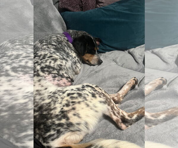 Medium Photo #2 Mutt Puppy For Sale in Garden City, NY, USA