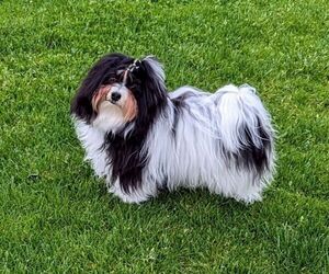 Father of the Havanese puppies born on 07/07/2026
