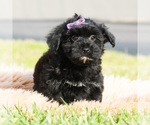 Small Photo #5 Maltipoo (Toy) Puppy For Sale in WARSAW, IN, USA