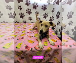Small #2 Rat Terrier Mix