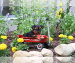Small #4 Yorkshire Terrier