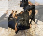 Small #1 Doberman Pinscher