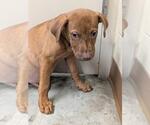 Small American Pit Bull Terrier Mix