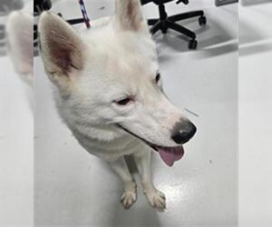 - Mix Dogs for adoption in Temple, TX, USA