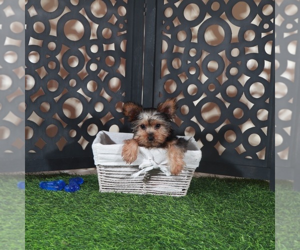 Medium Photo #2 Yorkshire Terrier Puppy For Sale in MOUNT VERNON, OH, USA