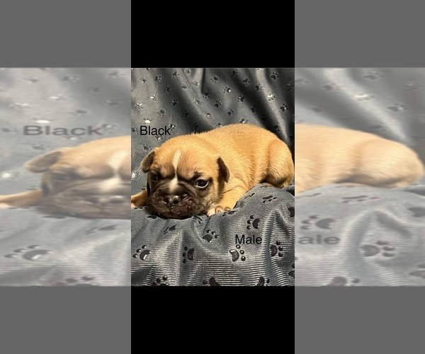 Medium Photo #1 French Bulldog Puppy For Sale in JASPER, FL, USA