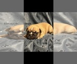 Image preview for Ad Listing. Nickname: Black