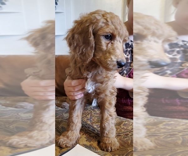 Medium Photo #1 Poodle (Miniature) Puppy For Sale in SAN FRANCISCO, CA, USA